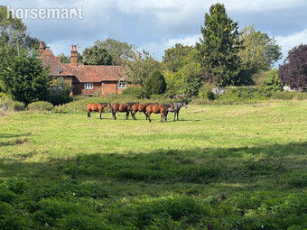 Thoroughbred mares to breed from. 