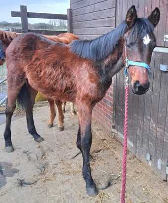 "" Bay Filly Youngstock / Foal