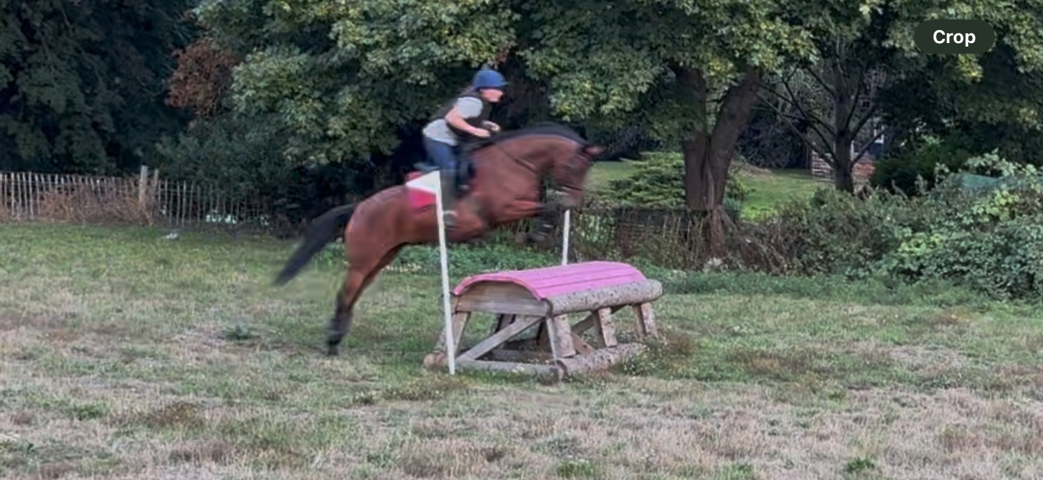 All Rounders  - "Lilo" Bay Mare All Rounder