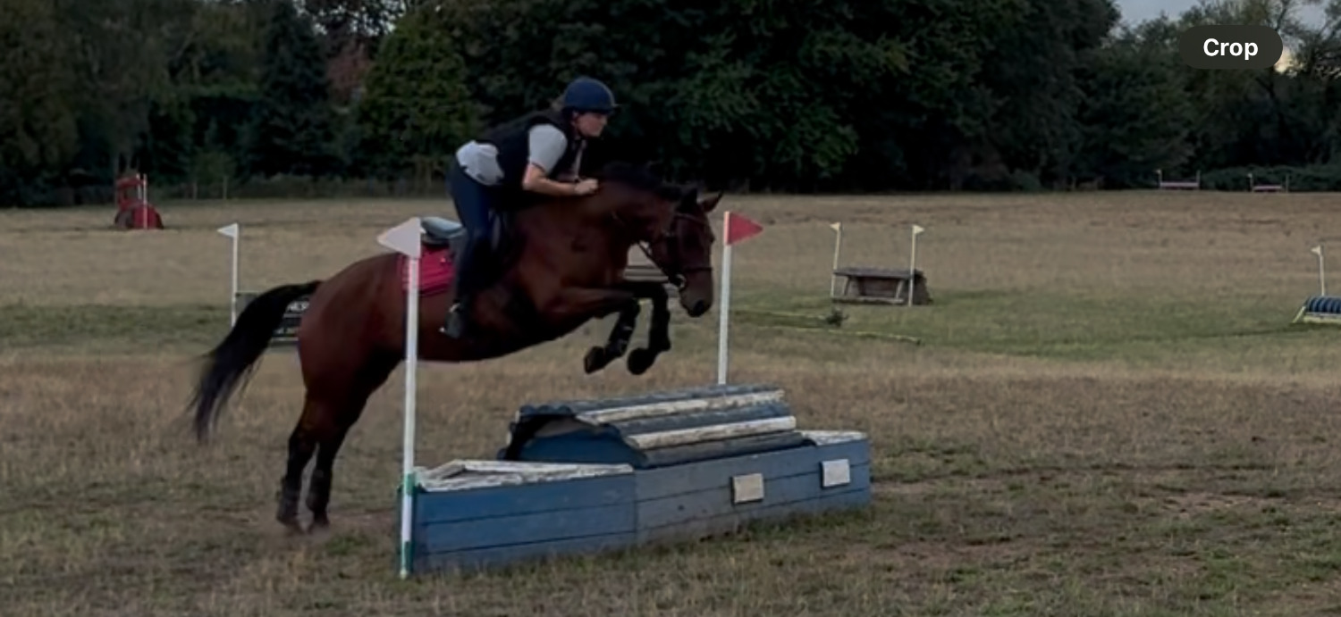 "Lilo" Bay Mare All Rounder - All Rounders 