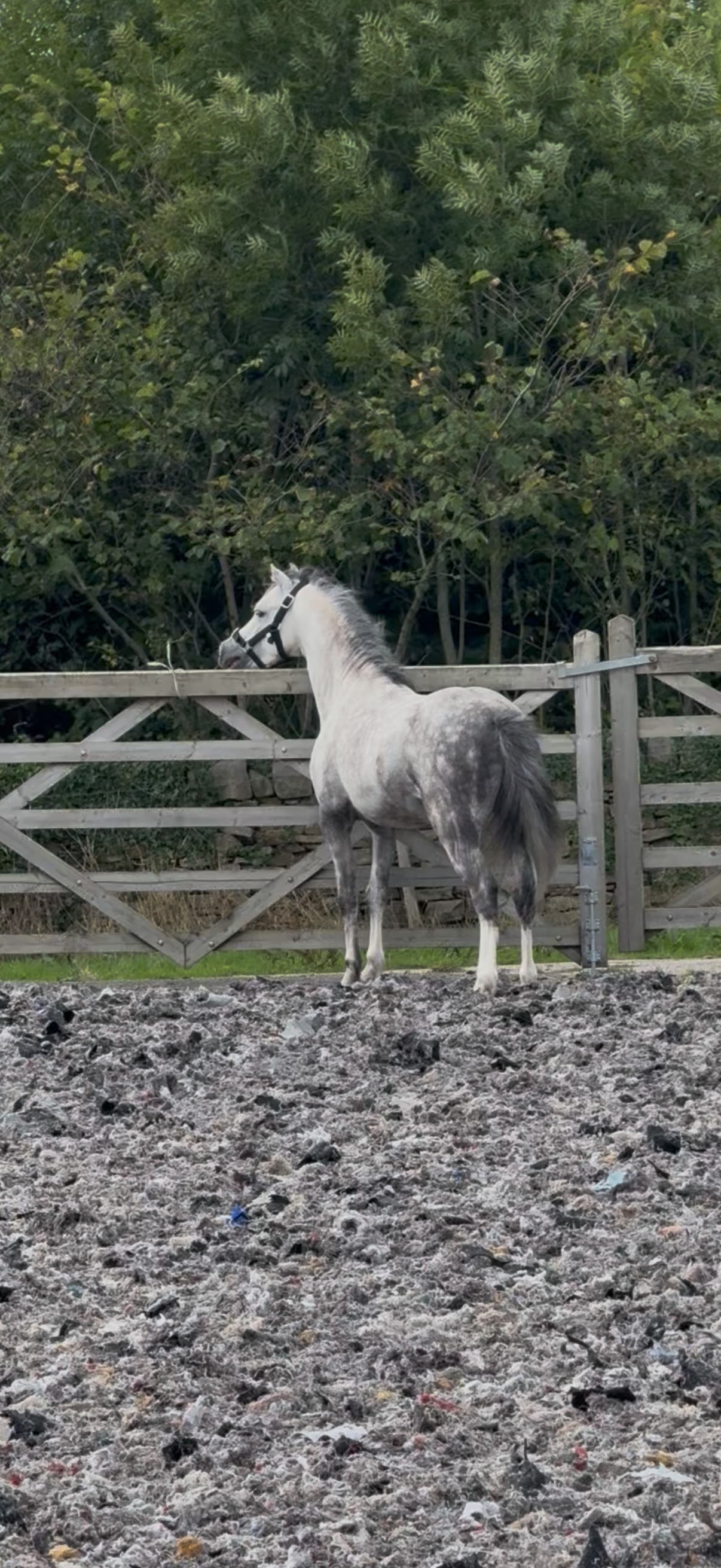 "Harry" Grey Gelding All Rounder - All Rounders 