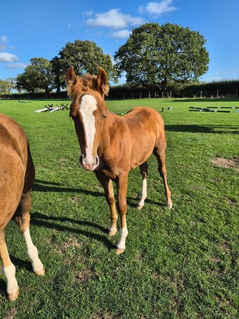 "Koora's Kindred Spirit (Kip)" Chestnut Colt Youngstock / Foal