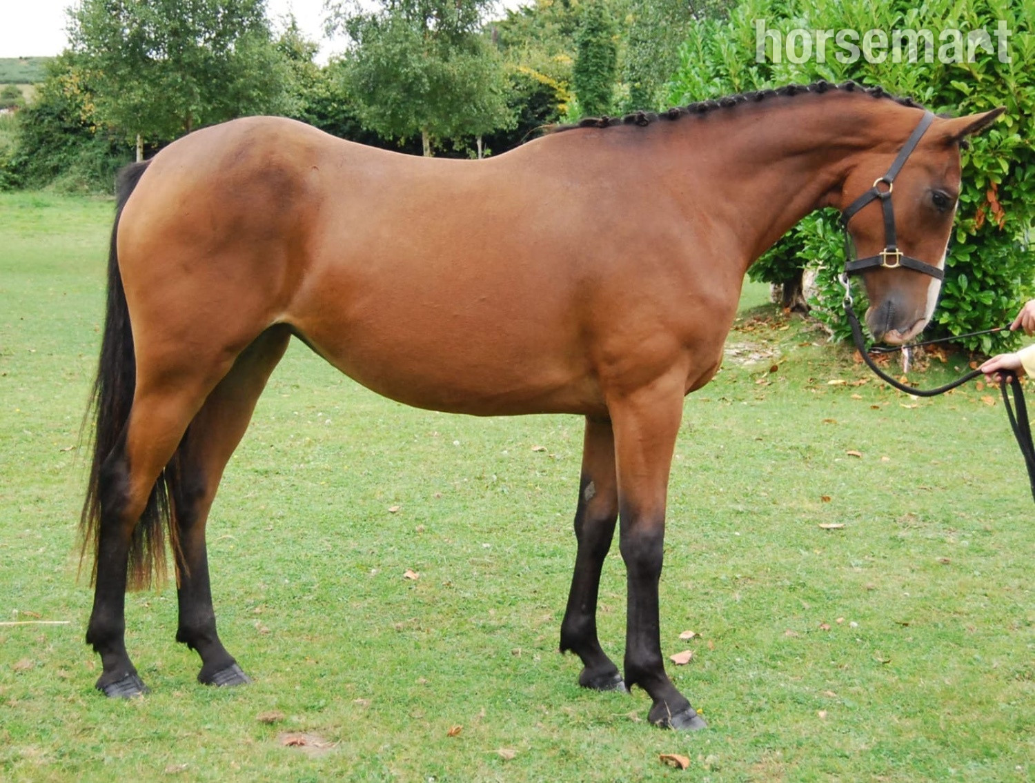 "Castlewarden Spice " Bay Filly All Rounder in 