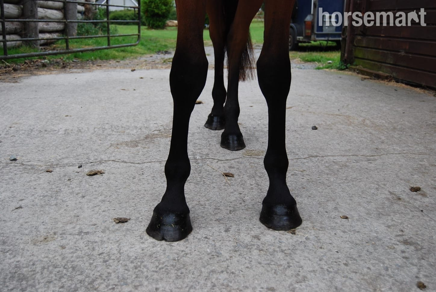 All Rounders  - "Castlewarden Spice " Bay Filly All Rounder