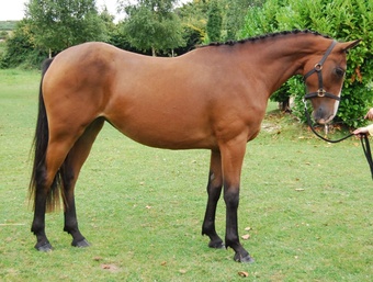 "Castlewarden Spice " Bay Filly All Rounder