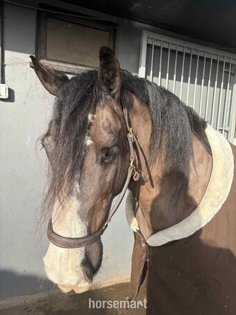 "Benji" Black Gelding All Rounder