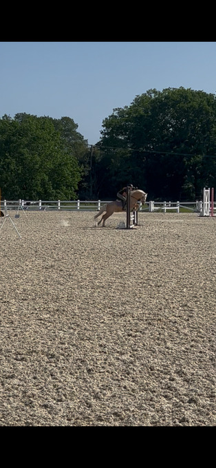 "Popcorn " Palomino Gelding All Rounder