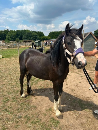 "Elvis presley" Colt Cob/Heavy Horse