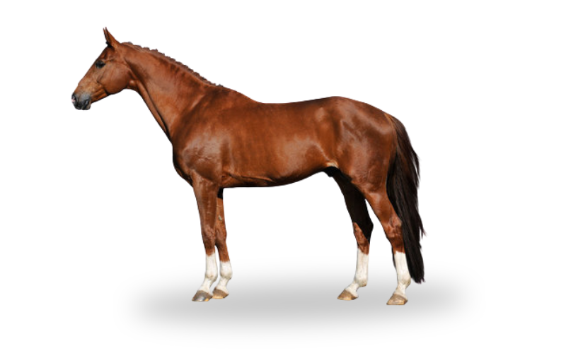 Find the Right Horse for You