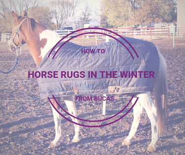 Horse Rugs In The Winter From BUCAS