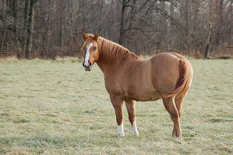 Obesity In Horses - How To Tell If Your Horse Is Overweight & Help Them Lose The Pounds!
