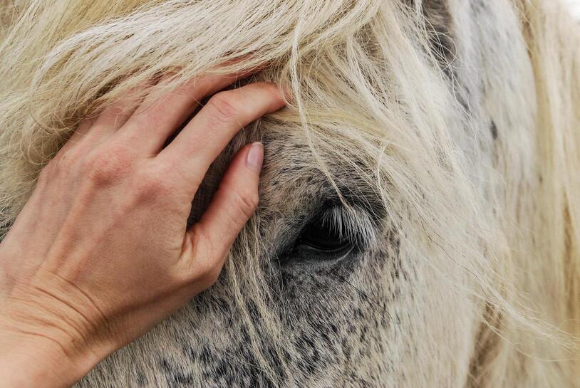 Equine Strangles: All You Need to Know