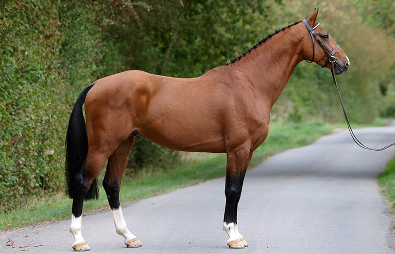What British buyers want to know before viewing a horse in Ireland
