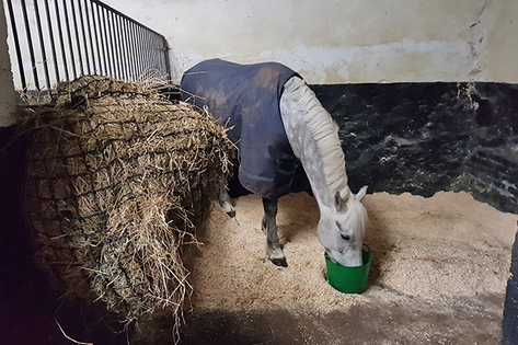 The Basics Of Equine Nutrition - Feed Levels, Nutrient Requirements & Diet Change
