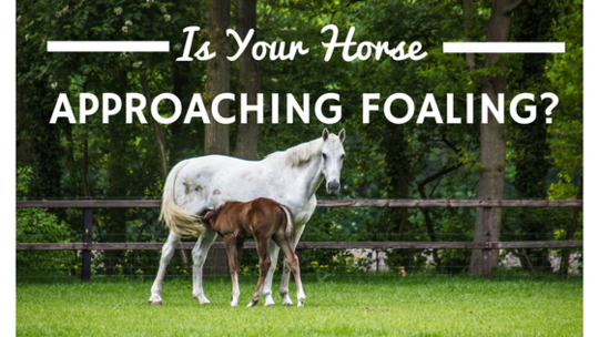 How to recognise when your horse is approaching foaling