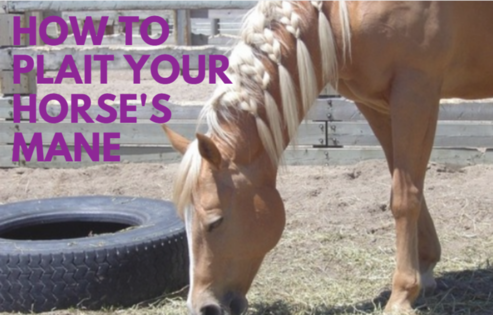 How To Plait Your Horse’s Mane