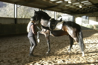 How to teach your horse to Spanish walk