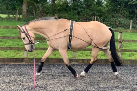 Rhinegold Soft Lunge Aid Training Breaking Schooling Lunging