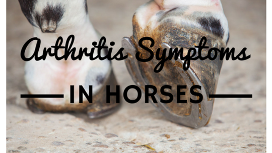 Arthritis symptoms in horses and how to treat the problem