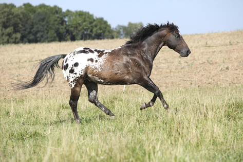 All About the Appaloosa Horse Breed 