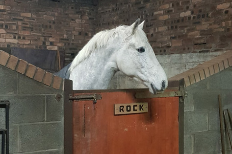 The Realities Of Long Term Box Rest - Tips To Help You Cope