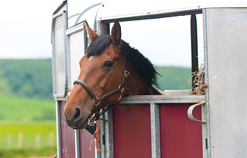 Horsebox & Trailer Accessories You Didn't Know You Needed