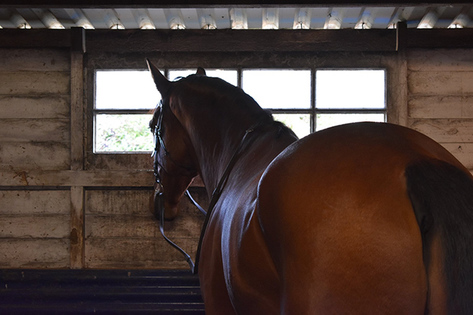 Equine Shivers: A Case Study
